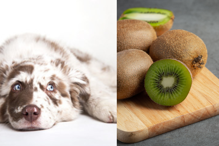 Can Dogs Eat Kiwi
